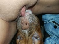 Dog licking the pussy of a kinky beastie gal